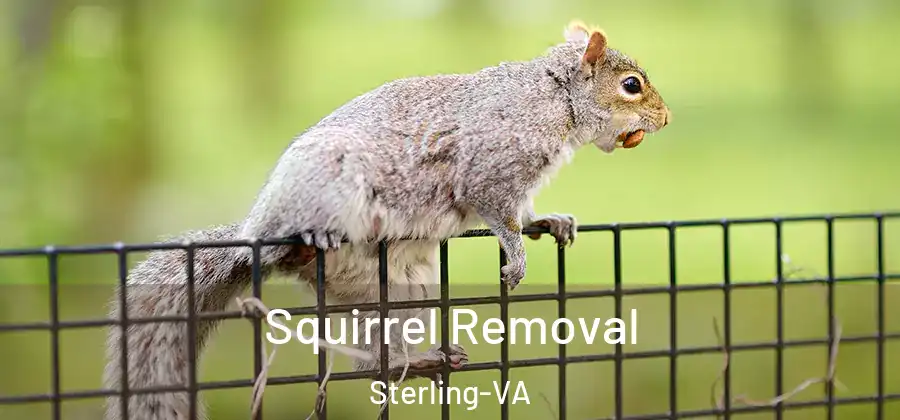 Squirrel Removal Sterling-VA