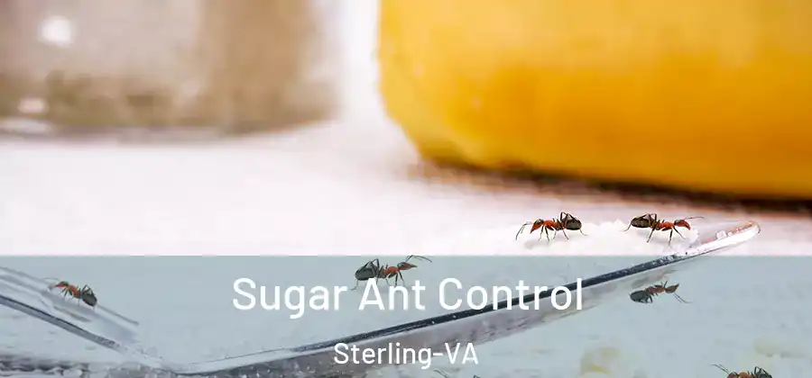 Sugar Ant Control Sterling-VA
