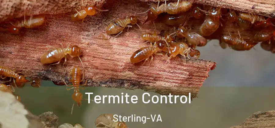 Termite Control Sterling-VA
