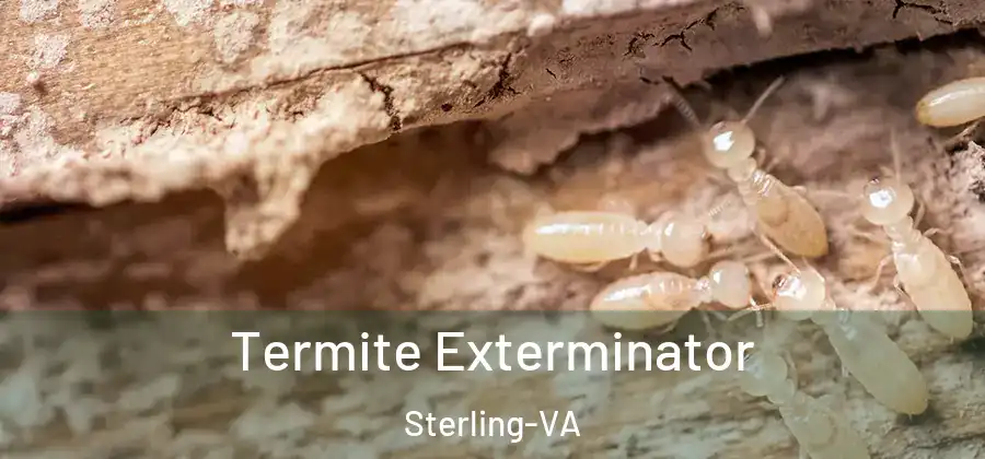 Termite Exterminator Sterling-VA