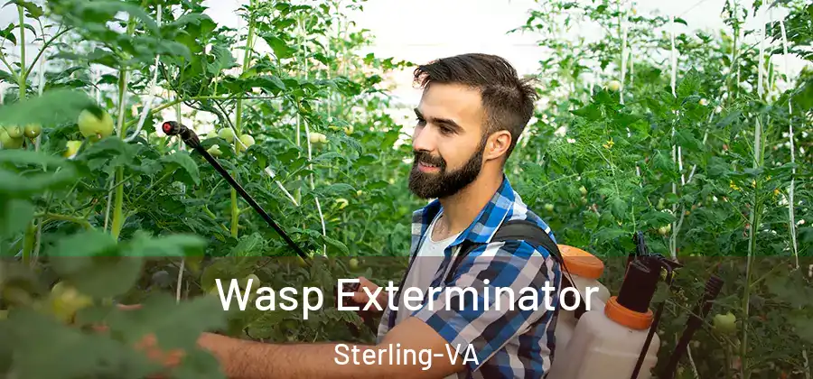 Wasp Exterminator Sterling-VA