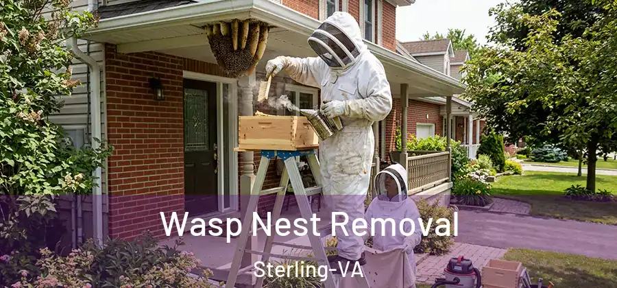 Wasp Nest Removal Sterling-VA
