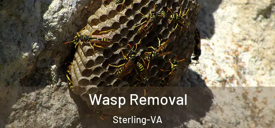 Wasp Removal Sterling-VA
