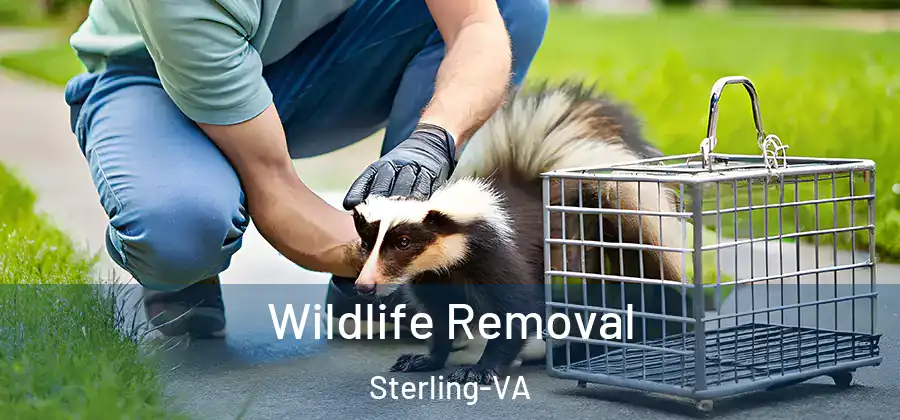 Wildlife Removal Sterling-VA