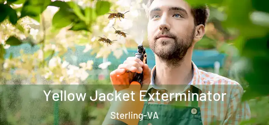 Yellow Jacket Exterminator Sterling-VA