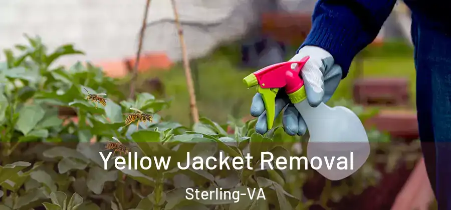 Yellow Jacket Removal Sterling-VA